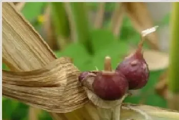 独头蒜的高效种植技巧分析