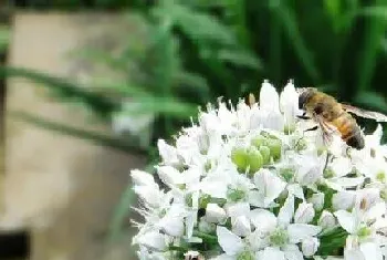 韭菜花什么时候开花,什么季节开花?