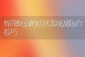 棉花蚜虫的症状表现及防治技巧