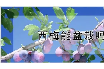 西梅能盆栽吗