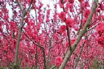 梅花一年开几次花?梅花形态特征与植物学史