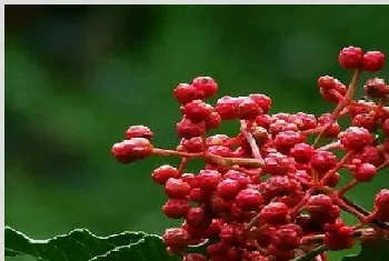 花椒树在多雨水的地方能种植吗？花椒树该怎么浇水？