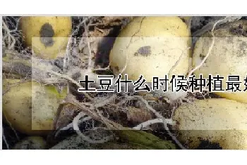 土豆什么时候种植最好