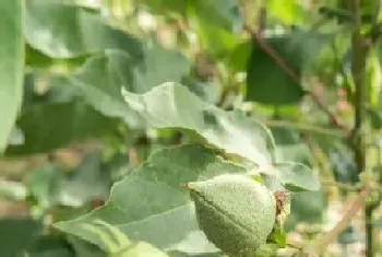 棉花长什么样子?棉花形态特征与植物学史