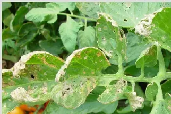 如何用生物性激素诱杀蔬菜小菜蛾？