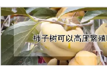 柿子树可以高压繁殖吗