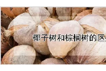 椰子树和棕榈树的区别