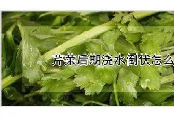 芹菜后期浇水倒伏怎么办