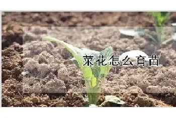 菜花怎么育苗