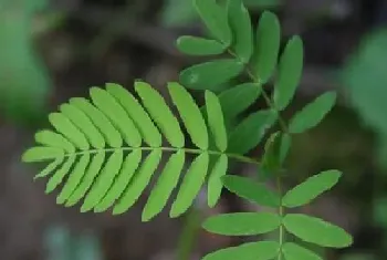 含羞草会开花吗,开花的颜色与样子?