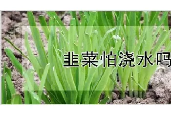 韭菜怕浇水吗