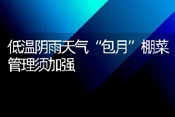 低温阴雨天气“包月”棚菜管理须加强