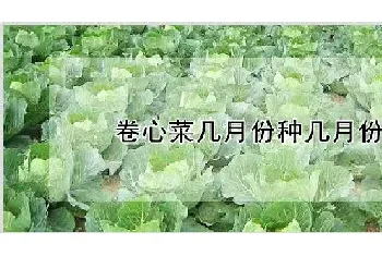 卷心菜几月份种几月份收