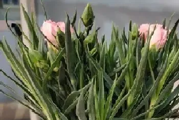 什么花的花语是早日康复?