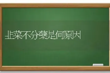 韭菜不分蘖是何原因