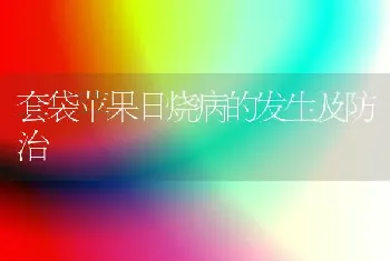 套袋苹果日烧病的发生及防治