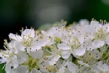 石楠花气味是什么味道?石楠花的作用与功效