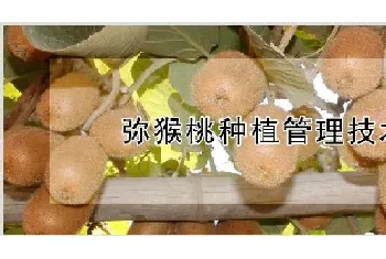 弥猴桃种植管理技术