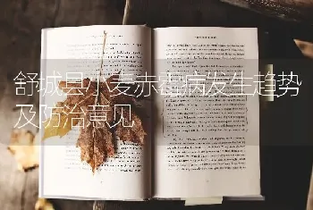 舒城县小麦赤霉病发生趋势及防治意见