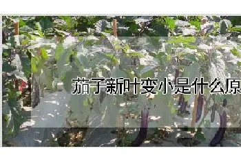 茄子新叶变小是什么原因