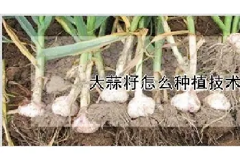 大蒜籽怎么种植技术