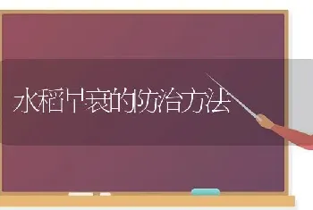 水稻早衰的防治方法