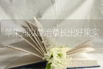 苹果园以草治草长出好果实