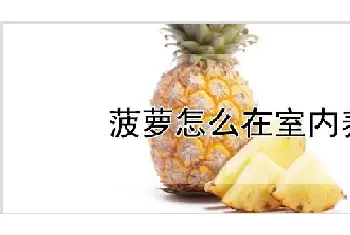 菠萝怎么在室内养