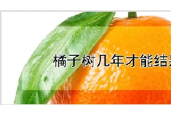 橘子树几年才能结果