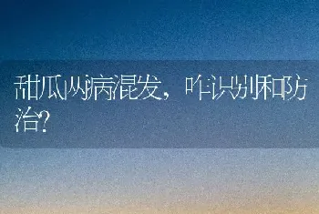 甜瓜两病混发,咋识别和防治?