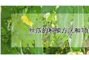 丝瓜的种植方法和时间