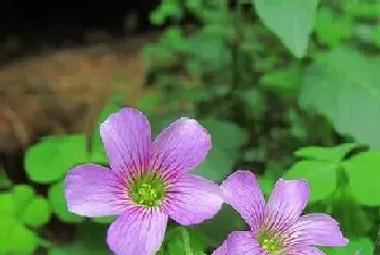 四叶草开花吗,开花什么样子?