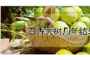 百香果树几年结果