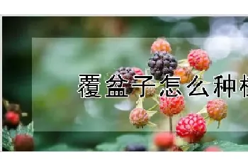 覆盆子怎么种植