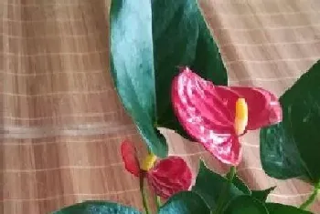 多菌灵可以浇红掌花吗?