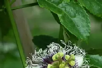 百香果什么时候开花,在什么季节开花?