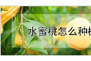 水蜜桃怎么种植