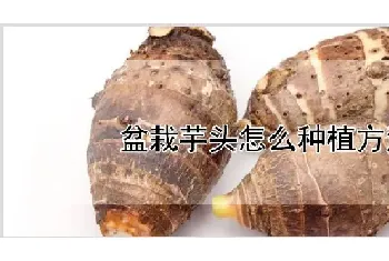 盆栽芋头怎么种植方法