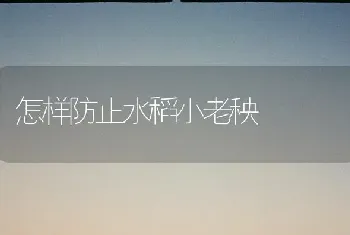 怎样防止水稻小老秧