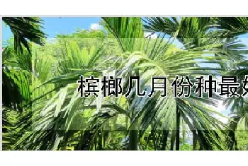 槟榔几月份种最好