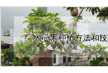 人心果种植方法和技巧