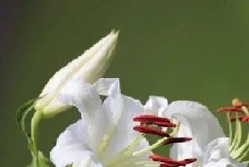 代表神圣的花,象征高贵圣洁的花有哪些?