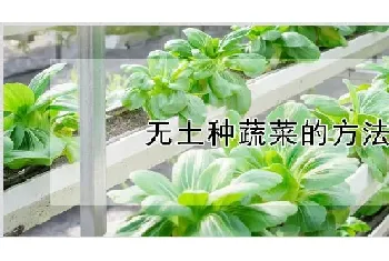 无土种蔬菜的方法