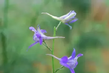 鸽子花的花语是什么含义?鸽子花花语与寓意