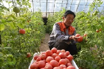 温室大棚种菜注意事项,种植蔬菜大棚需要注意哪些细节?