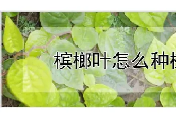 槟榔叶怎么种植