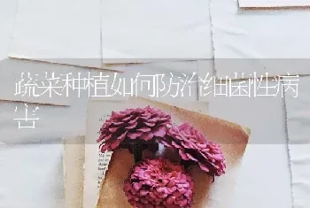 蔬菜种植如何防治细菌性病害