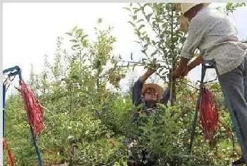 苹果树四季整形修剪的技术要点