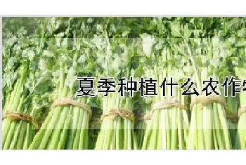 夏季种植什么农作物