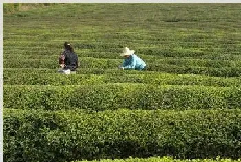 绿茶的制作工艺和初加工技术要领